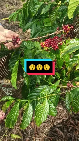 Panen boss  #kopilampung #kopilampung #kebunkopi #petanikopi #Lampungbarat 
