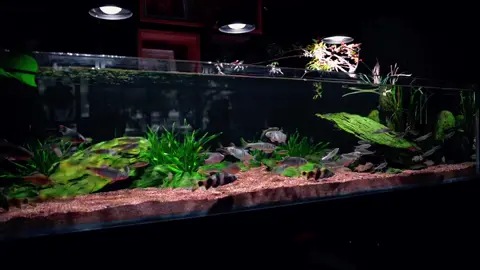 #溪流缸造景 #养鱼日记 #养鱼养心 