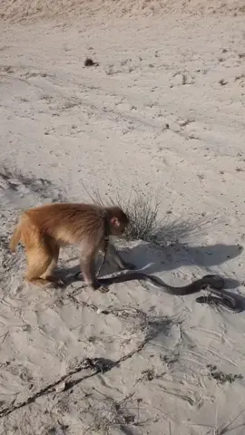 #tiktok #monkeyfunny #snake #vs #monkey 