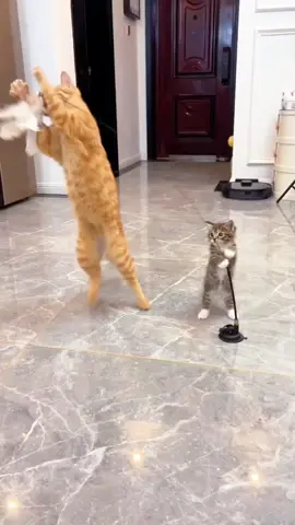 #cats #cutecat #meow #kitten #kitty #catlover #catmom #cattoys #catcare #cattok 