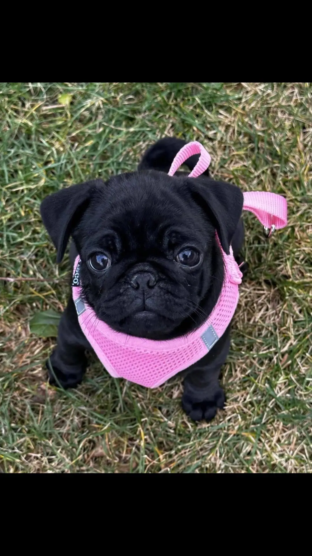 Im getting the opportunity to watch this dog for 2days an im pretty excited look how cute she is 😍 #puppylove #cutie #Barklife #treats #smalldogsonly 