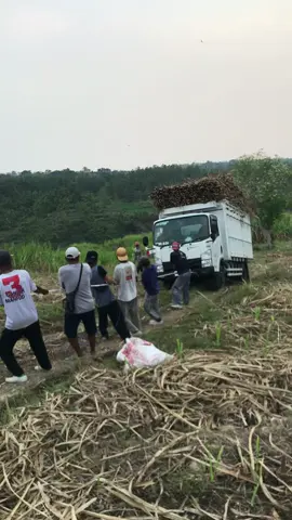 Lika-liku petani #indonesia🇮🇩 #foryoupage #fypage #fyp 