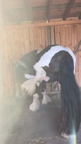 Odpowiadanie użytkownikowi @||•equestrian women•||  Są to dane o moich koniach i nie będą psować do każdego konia 😁 #horse #horsetok #kupnokonia #horseriding #horseriding #mójkoń #końskitiktok #koń #fypシ #gallop #dc #konie #koniara #🐴 #stablelife #myhorse #tinkerhorse #jazdakonna #konno #horsesoftiktok #equestrian 