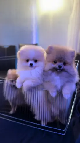 🤍 #Pomeranian #puppy #puppies #fyp #viral #germany #pom #pomeranianpuppies #pompom