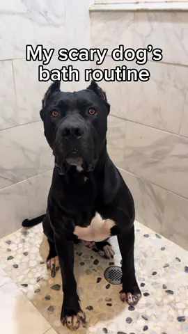 Does your dog enjoy baths?  🧼🧡🐾 #boerboel #dogsoftiktok  #dogbath #doggrooming #asmr 