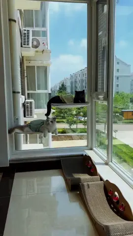 Window Mount Pet Cat Hammock Comfortable Hanging Cat Pet Sleep bed Cat Window Hammock##catperch##catwindowperch##catwindowbed