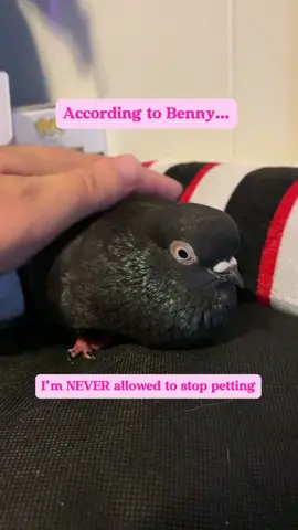All he want is to be squish 🥹 #petpigeon #birb #pigeon #petbird #cutepet #featheredfriends #cuteanimals #adorableanimals #furryfriends #animalsoftiktok #petlover #fluffy #birds #birdsoftiktok #cute #adorable #pigeonsoftiktok #PetsOfTikTok #animals #housepigeon #pigeontok #birdtok #kawaii #kawaiiasthetic #squishy 