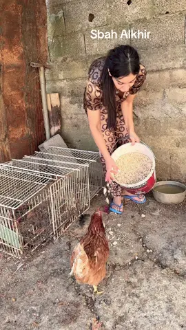 #chicken #imazighen #bouzeguene #animals 