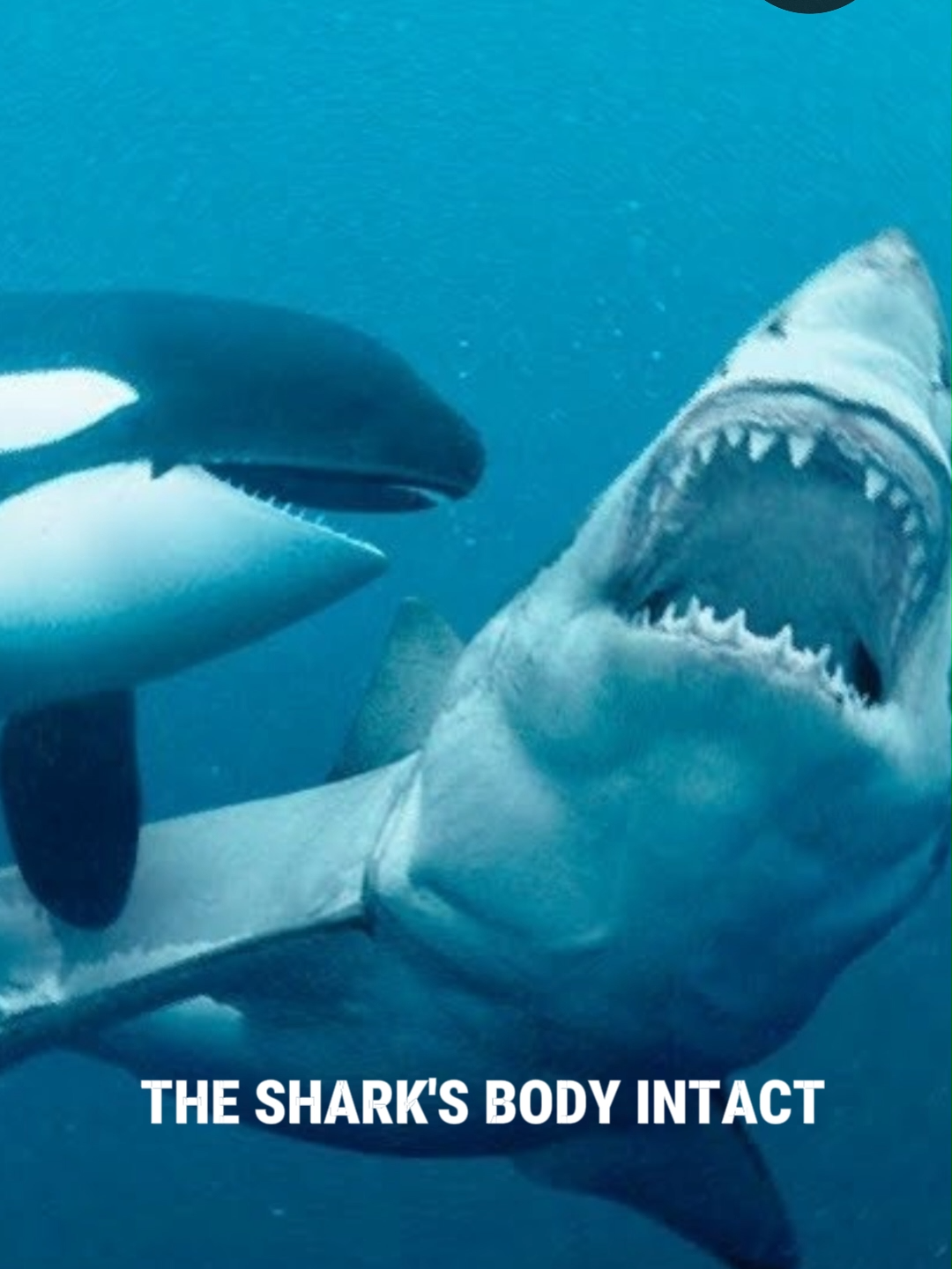 Killer Whales Hunting Sharks for Liver ! #orca #orcas #orcashark #wildlife #wildlifeencounters #shark #sharks #predator #orcahunting #animals #animalbehaviour #orcavssharks #orcaencounters