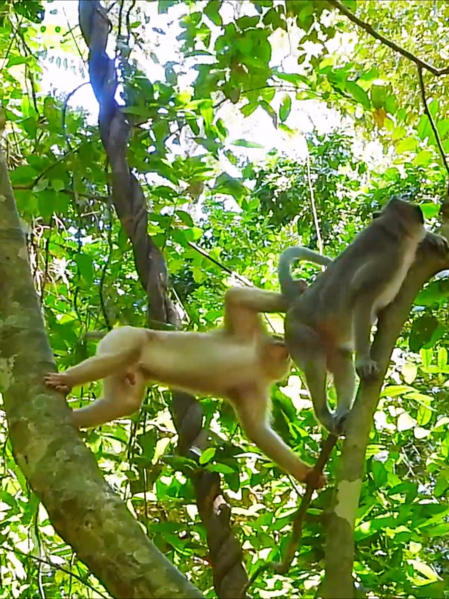 Oh no not on the high tree 😢😱😤 #beautiful #monkeydluffy #monkeycute #babymonkey #monkeyface #lovely #monkey #cute #animals #animalsbaby #poormonkey #monkeycry #funny #funnyvideo #cuteanimals 