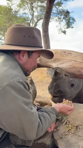 Building a relationship with an amazing endangered baby animal is truly rewarding! 🦏🙌🏻 #rhino #endangeredspecies #animalbaby #liveforthechallenge #reels #tiktok #heavenonearth #reillytravers #amazing #wow #closeup #eating 