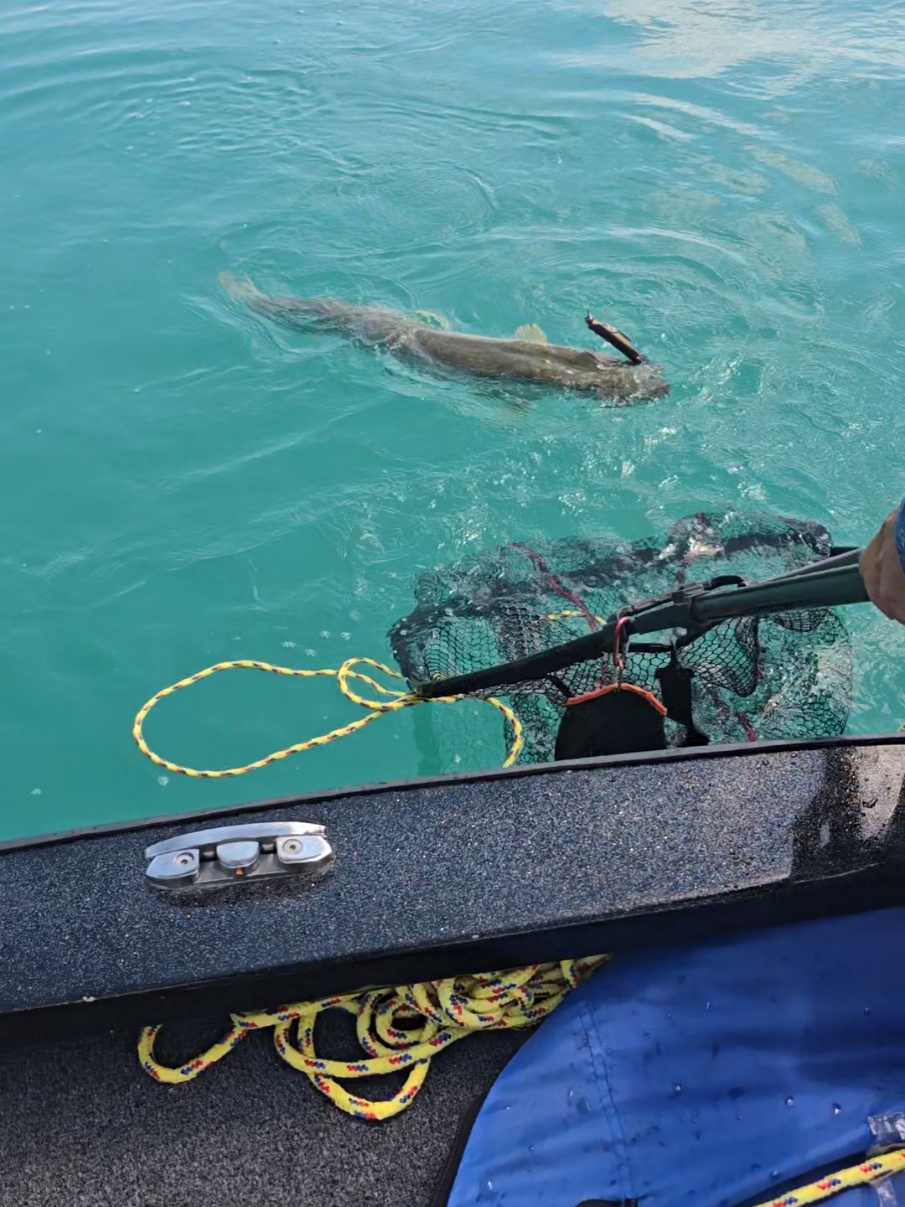 Was für ein Drill #angeln #angler #hecht #hechtangeln #pike #pikefishing #harzfishing #fishing #fishinglife #fishingtiktoks @Savage Gear Official White Fish Shad