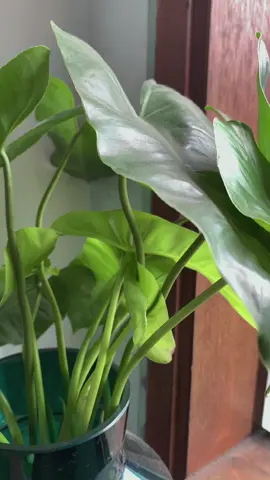 Di weekend kali ini, kita mengadakan yoga class bersama Ayama Studio 🧘‍♀️🧡 sama seperti skincare, yoga juga merupakan bentuk dari self-care ✨ yuk sayangi dirimu dengan merawat diri 💛🧡 #adeenaskin #adeenaskincare #gakpakeribet #yogaclass #yoga #yogalover #yogajakarta #selfcareroutine #selfcaretiktok #skincare #skincareroutine #foryoupage #fyp 