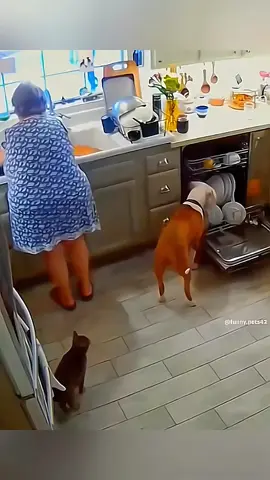 Funny animals 😂😂 #pet #cat #dog #cute #animals #foryou #typ
