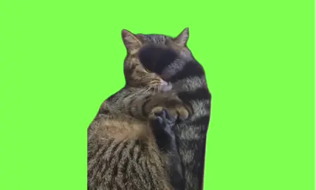 これイライラするわあ😟笑 #ミーム #fyp #capcut #イライラ #喧嘩 #にらめっこ