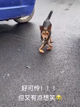 Nhìn buồn cười nhưng rất đáng thương #dog #foryou #pets #cuncung #fypシ゚viral #cute #fypシ゚viral 
