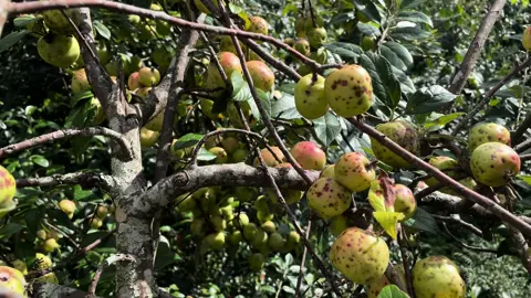 Mời em về hái táo mèo cùng anh #xh #Video #yênbái #táomeoyenbai 