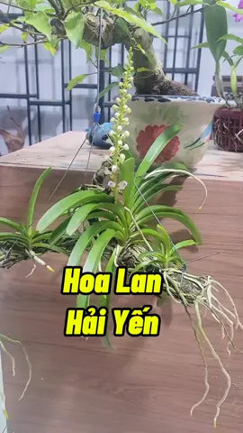 Chăm Sóc Hoa Lan Hải Yến #chamsochoalan #hoalan #gheplan #tronghoalan #kichhoa #chamsoccaytrong #trongcay #lamvuon #namxelan90 