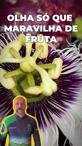 O maracujá é uma fruta que tem uma beleza única.  Sua casca, que pode ser amarela ou roxa, esconde uma polpa dourada, cheia de sementes que parecem pequenas joias.  Mas o que realmente chama a atenção é a flor do maracujazeiro.  Com pétalas brancas e roxas que se entrelaçam de forma delicada, ela parece uma verdadeira obra de arte da natureza.  Além de sua aparência, o maracujá é conhecido por trazer uma sensação de tranquilidade, tanto pelo seu sabor quanto pela sua fragrância suave.  É uma fruta simples, mas cheia de significados e que encanta de muitas maneiras. #maracuja #plantio #agro #agronegocio #plantação #sucesso #colheita 