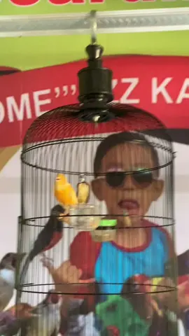 Video Dosen2 HandaL Penghuni  Sekolahan Murai batu#GKMSBoardingSchool         Yg mau Sekolahin Murai TrotoLnya bisa Di list dari sekarang  masih Ada Bangku kosong  bisa langsung  Klik wa.me/6287708884440   ( Gomezzz) #GKMSBoardingSchool #MasteranHandal #masteran #burungmasteran #burunggacor #muraibatuindonesia #muraibatumania #muraitrotol #muraibatu #muraibatunusantara #burungkicau #videoviral #videoreel   #masteranviral #fyp #fbpro #reelsfb #reelsviral #viral #birds #fypviral #sorotan #semuaorang #Pengikut