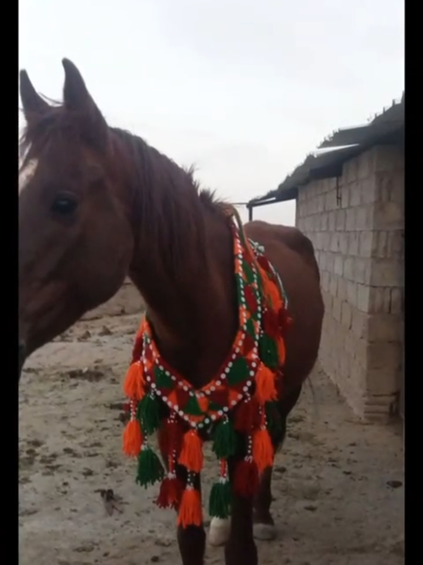 #رسن #اكسبلور #حصان  #رسن_حصان