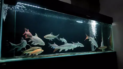 ikan sungai #aqurium #ikan #ikandewa #hardscape #masheer #masheertankindonesia #predator #predatorfish #neostracheyi #neoheter #torputitora #torputtitora #julienibarb #kapiatsb #vebes #fyp 