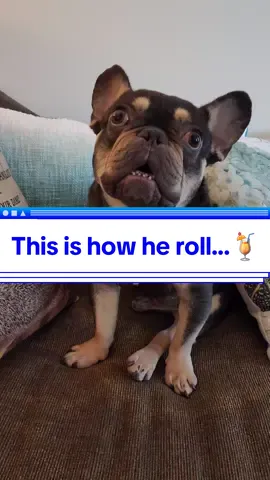 We don't know when Meatball's birthday is 😞 We will celebrate it on his Gotcha Day, which was March 21st ❤️ That was the day we brought him home as our foster pup. I think we all knew them that he was here to stay❤️ #dogbirthday #gotchaday #dogdad #dogmama #cutestdog #cutestdogever #cutedogvideos #dogmomlife #frenchiesoftiktok #doglovers #fypツ #fypage #foryoupage #adoptdontshop #meatballthemighty #shelterdog #shelterdogsoftiktok #cutedogsoftiktok 