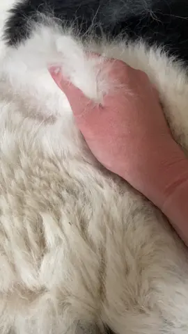 Shedding her undercoat #mault #molt #moulting #molting #hair #fyp #dog #stbernewfiesoftiktok #Summer #satisfying 