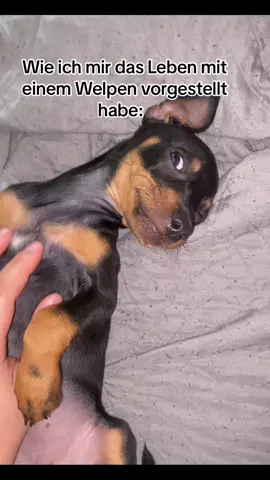 Ihre Lieblingsbeschäftigung ist natülich Füße beißen 😫#dog #fyp #fürdich 