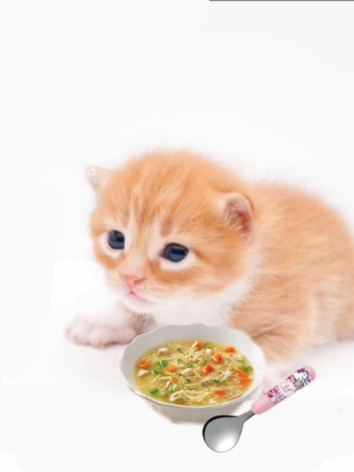 Gary brings soup #cat #kitty #animallover #cutecat #kitty #kittycat #cutie #soup #hellokitty #feelbetter #gay #thankyou