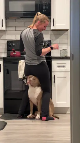Phoebe loves to be as close as possible when im cooking in the kitchen 🤣 #funnydog #pitbull #hilarious #dogsoftiktok #cooking 