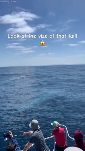 The majesty of the  whale's enormous size. #amazingocean #whale 