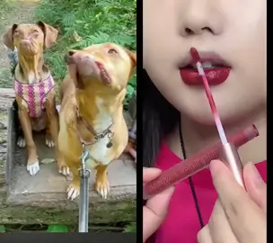 #dogs #dogsoftiktok #lipstick #fypシ゚viral 