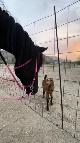 الوحش الوردي 🧟‍♀️💖💖 #هههههههههههههههههههههههههههههههههههههه #جبر #جبوري #ضحك #خيل_وخياله🐎  #fyp #trending #pink #blackpink #horse #ترند 