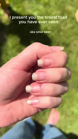 Everyone, say hi to Hoppy Gilmore, or else 🥹🐸 #tinytoad #toadlife #ToadallyCute #FrogsOfTikTok #ToadTuesday #FrogTok #AmphibianAdventures #HoppyFriends #ToadTales #RibbitVibes #ToadLove #happygilmore #adamsandler #golf #nails #naturalnails #nature #wildlife #Outdoors #minnesota #fyp #fypツ #animaltok #toadtok 