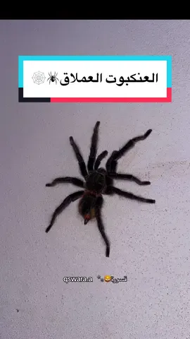 وصلت الترانتولا العملاقه اللي يبي منها موجود على السناب😍🕷️ @قسورة🦁🐾 #قسورة #AnimalsOfTikTok #عنكبوت #سبايدرمان #عبدالرحمن_الجهني #fyp #قسوره #حيوانات #حشرات #ترانتولا #عناكب #اكسبلور 
