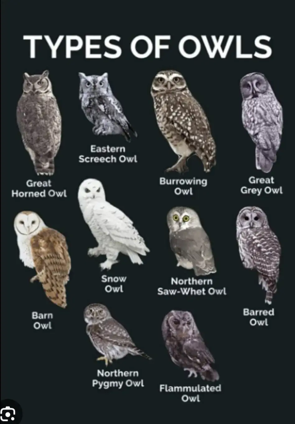 Owls are birds from the order Strigiformes which includes over 200 species of mostly solitary and nocturnal birds of prey typified by an upright stance, a large, broad head, binocular vision, binaural hearing, sharp talons, and feathers adapted for silent flight. Exceptions include the diurnal northern hawk-owl and the gregarious burrowing owl. #owls 