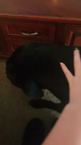 #fypシ゚viral #dogs Two out of 9 of my dogs