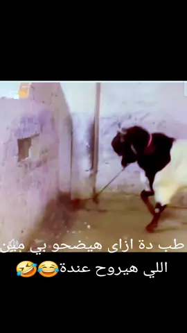 اقوى من شاروخان بتاع الهند 😂