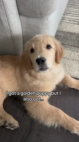 Goldens are truly multi-purpose  #dogsoftiktok #dogs #goldenretriever #goldenpuppy #puppy 