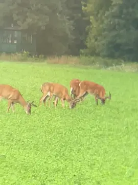 Aint this a sight to see. Especially for Michigan. #bigbuckdown 