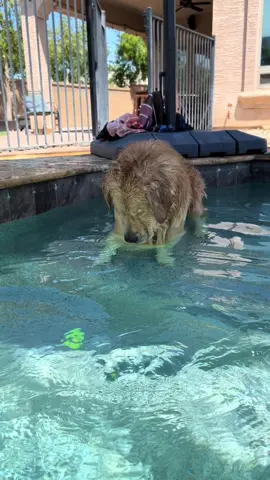 Not again…. #goldenbros #goldenretriever #blue #tub 