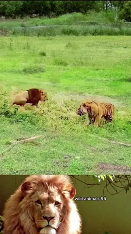 #wild #animals #work #trending #foryou #fyp 