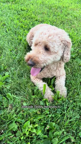This wore my grand dogs out! #dog #dogs #dogsoftiktok #tiktokbacktoschool #tiktokmademebuyit 