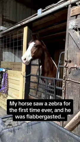 Horsey had the 1000 yard stare 🐴🤣 #RoadTo15Million #Pubity  (@Mikayla Murphy via Collab)