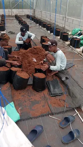 proses pengisian media tanam cocopeat ke dalam polibag ukuran 40x40 #fyp #greenhouse #petanimuda #petanimilenial #petanimelon #hidroponik