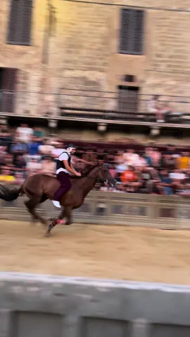 August 11th. Prove regolamentate. Today and tomorrow, at dawn, a hundred horses are tested in Piazza del Campo in front of a studious audience. The 10 best will be selected for the Palio on August 16 #paliodisiena #paliodisiena2024 #siena #italy #horse #cheval #piazzadelcampo 