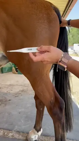Sabes cuál es la temperatura de un caballo 🐴 #temperatura #caballo #horsesontiktok 