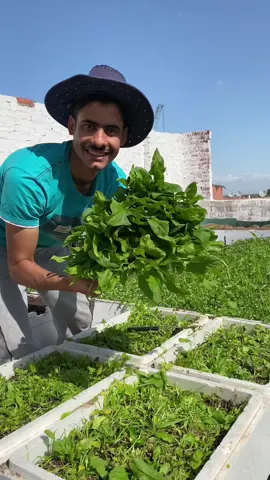زراعة السبانخ في المنزل #أحمد_السمالوسي Growing spinach at home 