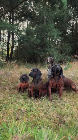 Bavarian Mountain Hound 	German Shorthaired Pointer •	#BavarianMountainHound 	•	#GermanShorthairedPointer 	•	#HuntingDogs 	•	#HuntingDog 	•	#DogTraining 	•	#DogLovers 	•	#HuntingCompanion 	•	#OutdoorDogs 	•	#WorkingDogs 	•	#DogBreeds